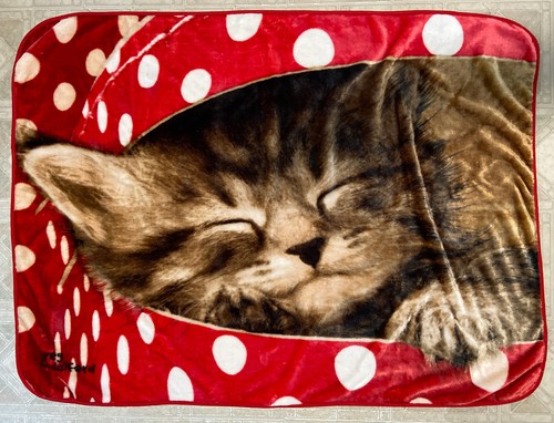 Carino gattino addormentato - , a